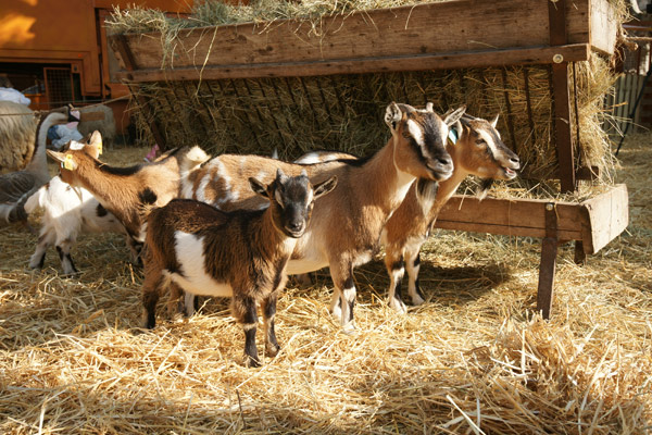 Image 1 - Sur la place des Lices, une ferme très appréciée des enfants