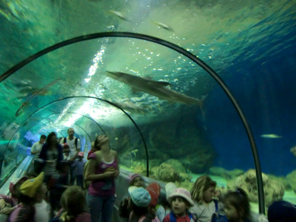 Image 1 - Les maternelles de sortie au Marineland d’Antibes