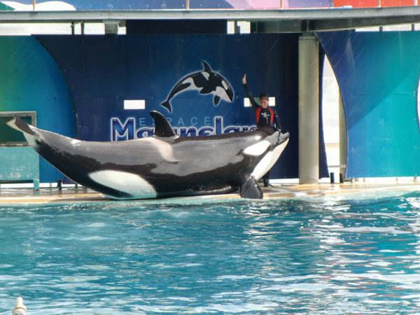 Image 1 - Les maternelles de sortie au Marineland d’Antibes