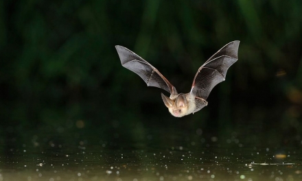 (Français) Nuit européenne de la chauve-souris