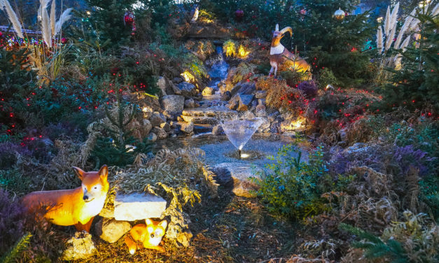 Découvrez la forêt enchantée