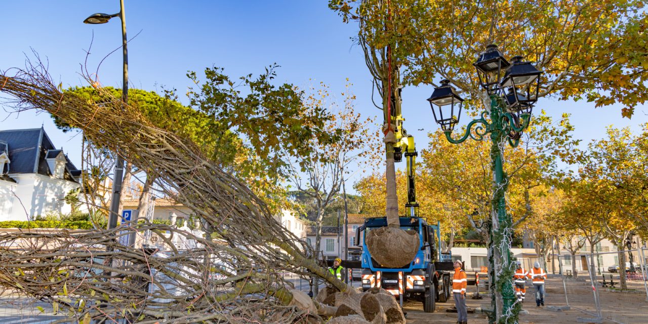 Plantations de micocouliers sur la place des Lices – Ça y est ils sont en place !