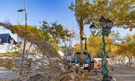 Plantations de micocouliers sur la place des Lices – Ça y est ils sont en place !