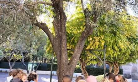 Récolte des olives : nos jeunes écoliers tropéziens à l’action