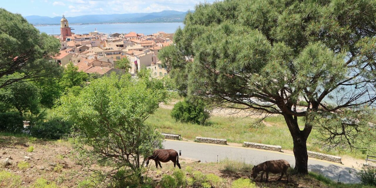 Éco-paturage : des ânes jardiniers à la Citadelle
