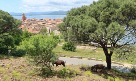 Éco-paturage : des ânes jardiniers à la Citadelle