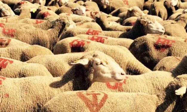 Conférence « La transhumance à pied en Haute-Provence »