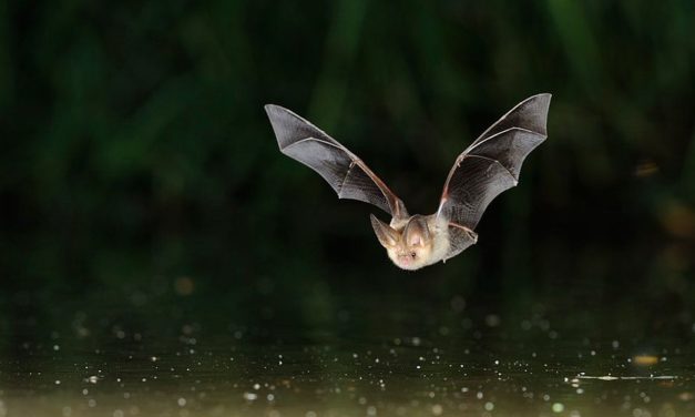 Nuit européenne de la chauve-souris