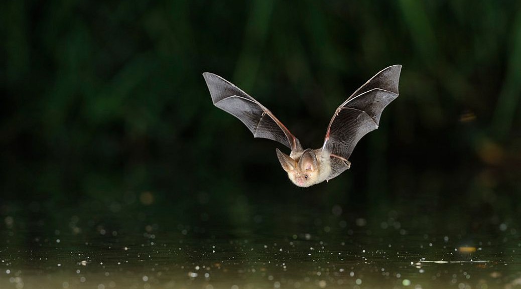 Nuit européenne de la chauve-souris