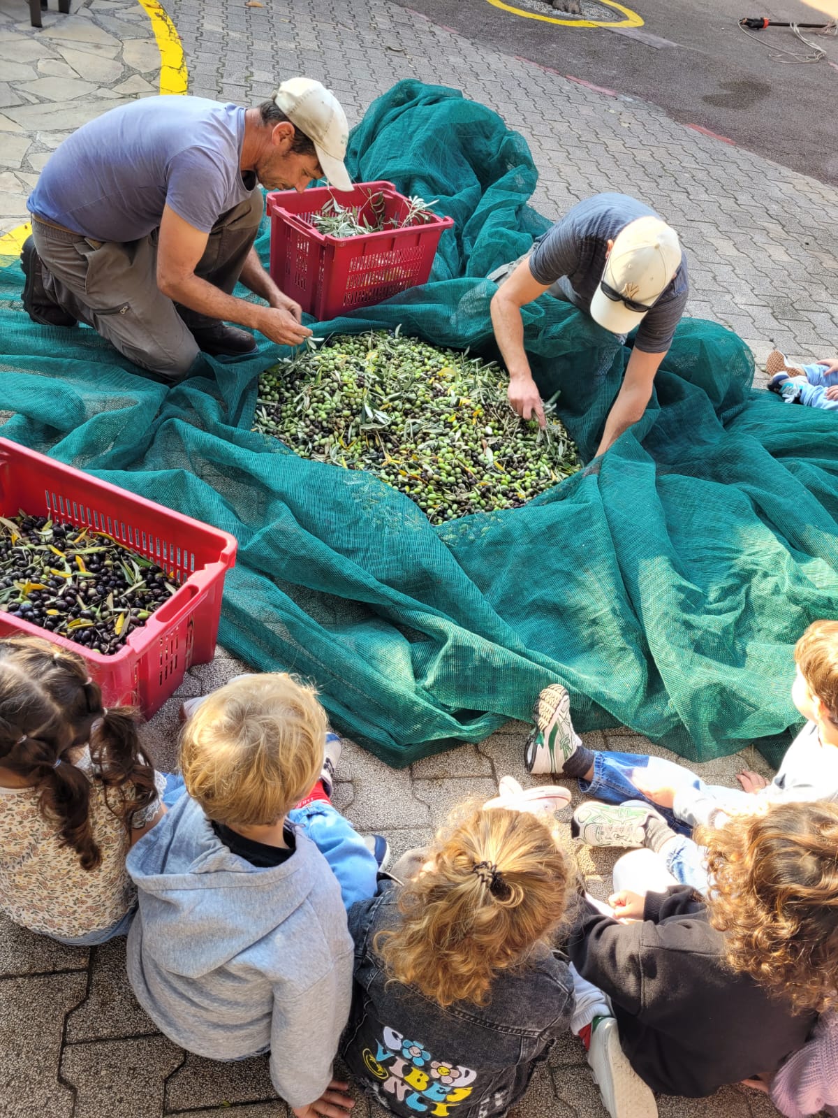 Cueillette des olives à l’école maternelle l’Escouleto